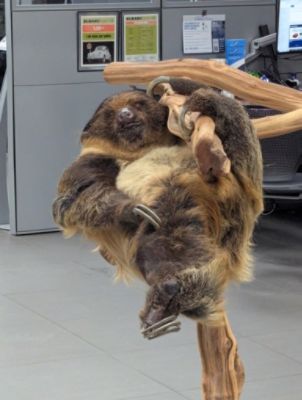 Ciocca Subaru of Allentown Hosts Lehigh Valley Zoo for Educational Children’s Event