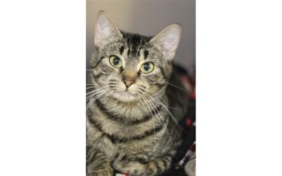 Wackerli SUBARU - Support you can count on!