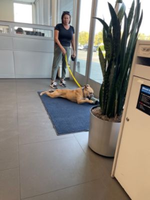 Subaru Loves Pets 