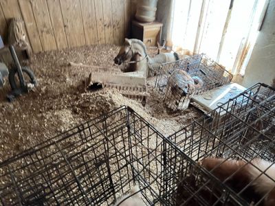 Hoarding Dogs