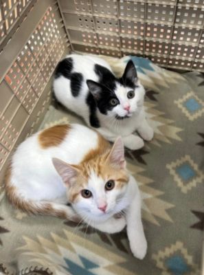 A Crivelli and Subaru Loves Pets!