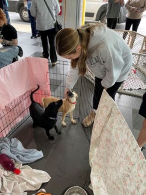 Williams Subaru Loves Pets