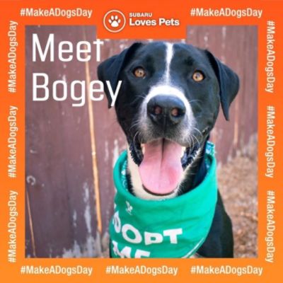 The Dean Team, Subaru Loves Pets -Make A Dogs Day - Bogey