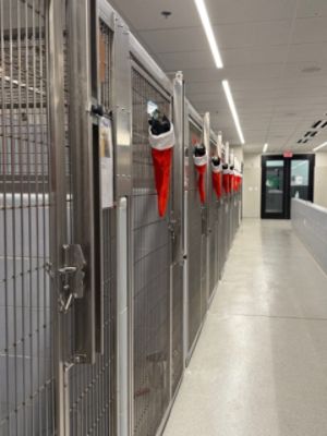 No Pet Forgotten: A Christmas Promise from Darrell Waltrip Subaru