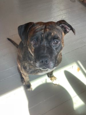 Sherlock's Second Chance