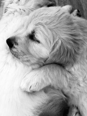 " Subi: the Service dog