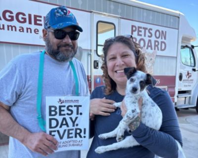 11 puppies found love in less than an hour... thanks to Sterling Subaru