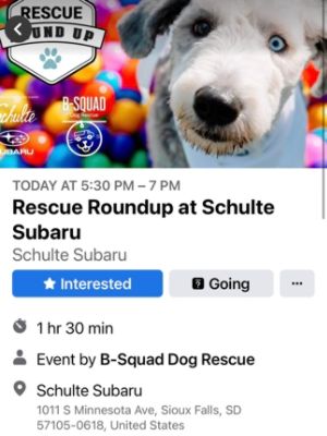 Pet Adoption hosted monthly at Schulte Subaru