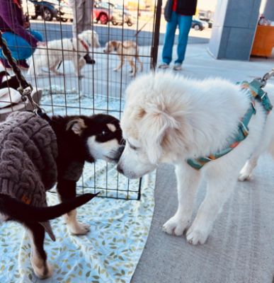 Durango Animal Connection and Subaru Loves Pets