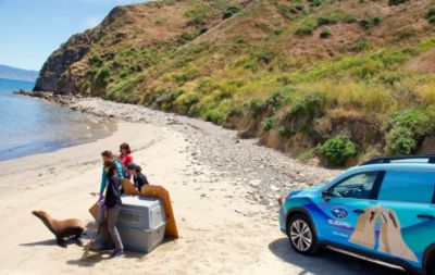Marin Subaru Shares The Love with The Marine Mammal Center