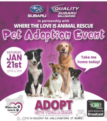 Quality Subaru Holds A Pet Adoption Event 
