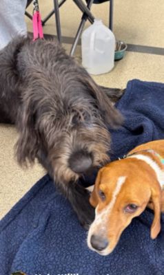PA Caring for K9s