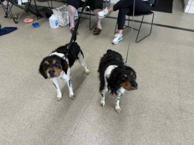 PA Caring for K9s meet and greet event was held at Ciocca Subaru of York on October 18, 2025