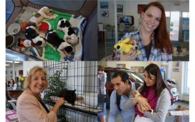 Pet Adoption Day at Albany Subaru