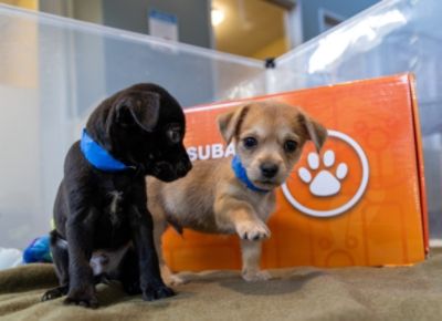 The Puppies are Here!