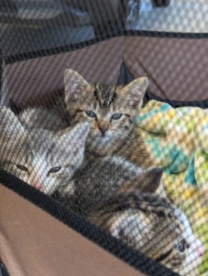 Ciocca Subaru of Flemington Hosts Subaru Loves Pets Adoption Event
