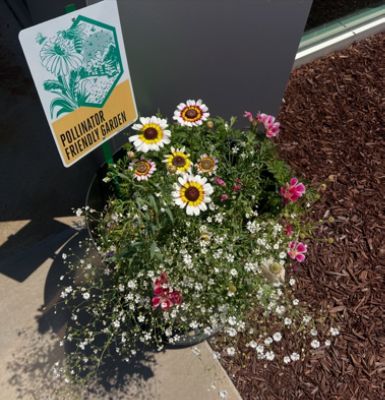Helping Pollinators Thrive in Our Community