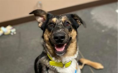 Wackerli SUBARU - Support you can count on!