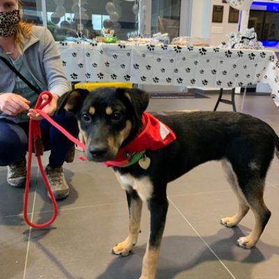 Dulles Motorcars Subaru Has a Real Heart for the Animals!