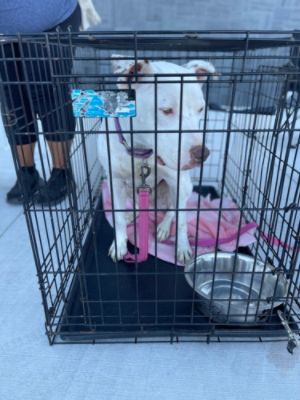 Supporting Shelters, One Paw at a Time: Romain Subaru Hosts 'Make a Dog’s Day'