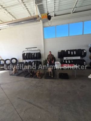 Scoggin Subaru Adoption Event