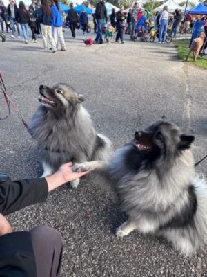 Spooky Pooch Pet Parade 2025