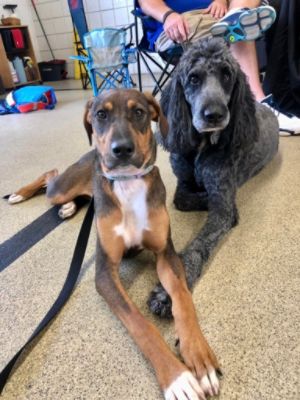 July Rescue Event