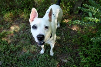 Share the Love- Hendrick Subaru Southpoint helps PJ find a home!