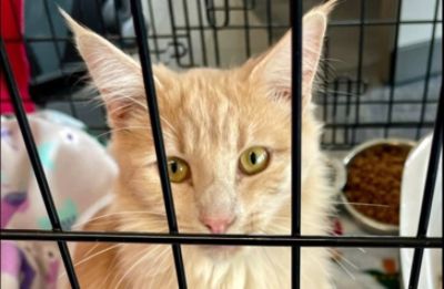 Love Unleashed in the Gorge