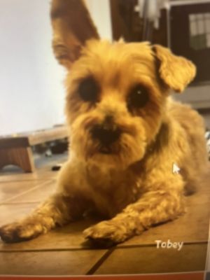 Subaru Loves Pets Event