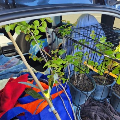 Sport Subaru in Orlando, FL Celebrated Arbor Day by Giving Away Trees to Customers & Charities