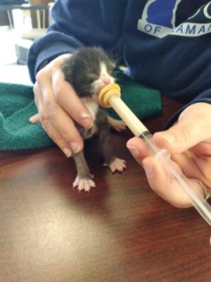 For The Love Of Animals