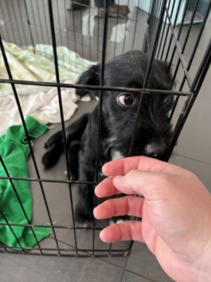 Williams Subaru Loves Pets