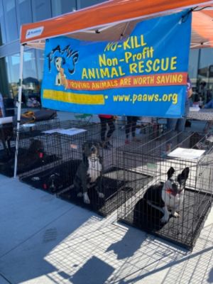 Supporting Shelters, One Paw at a Time: Romain Subaru Hosts 'Make a Dog’s Day'