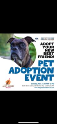 South Shore Subaru/Adopt A Boxer Partnership. Annual Event