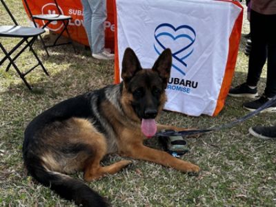 Dog's Day Out 2025