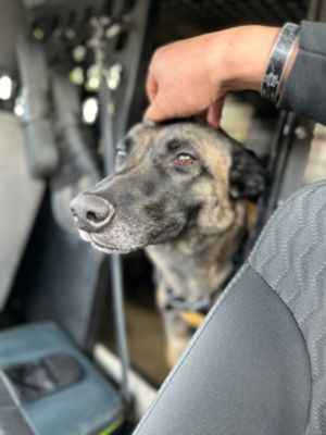 Shingle Springs Subaru support to Sheriff K9 Evi