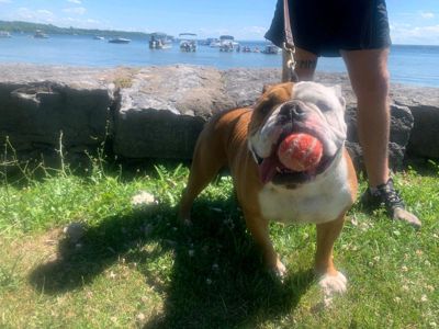 Melissa & Buster the underdog Executive Director Pioneers for Animals Welfare Society, Inc.