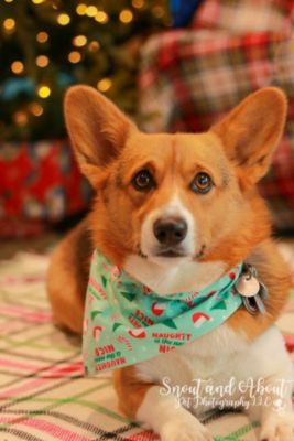 Santa Paws visits Royal Moore Subaru