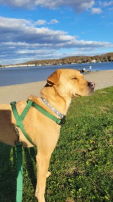 From a surrendered puppy to a cherished family member