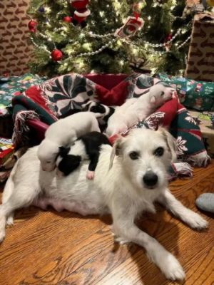 Lafontaine Subaru Santa Paws 2023