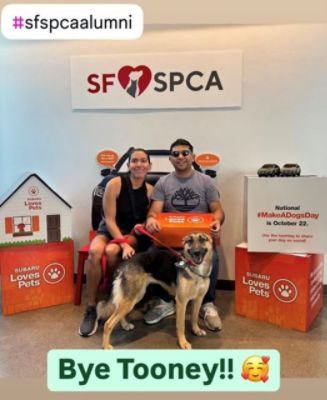 Subaru Loves Pets Adoption Event at San Francisco SPCA with Putnam Subaru in Burlingame!