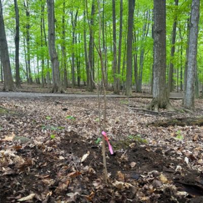 Volunteering in Tinker Nature Park to help grow a greener and healthier community.