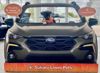 Subaru Loves Dogs