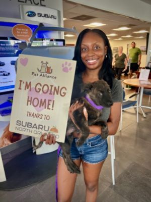 Hurricane Milton Didn't Stop Homeless Dogs from Finding Thier Furever Families!