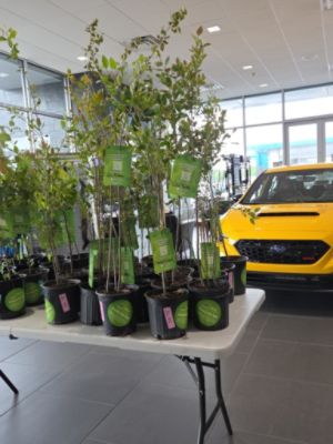 Burke Subaru supports Arbor Day project