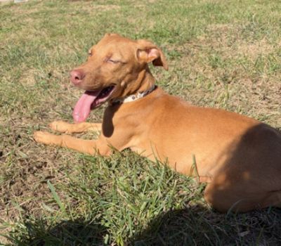 Pet Adoption Initiative through Wyatt Johnson Subaru