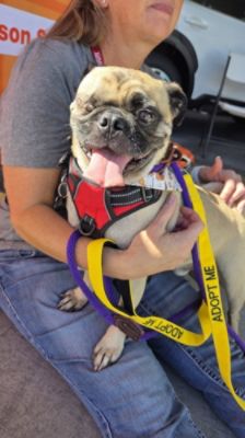 Tucson Subaru Brings the Community Together to Make A Dog’s Day