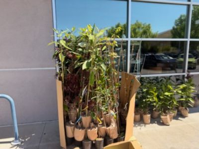 Give A Tree, Plant A Tree!!