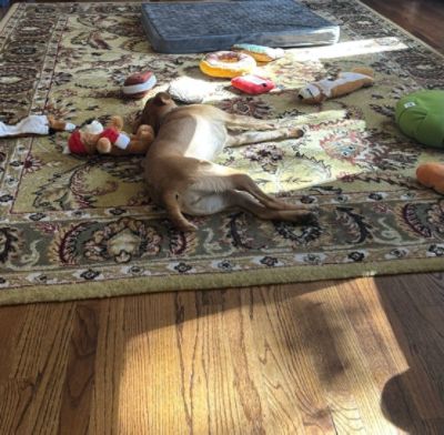 From a surrendered puppy to a cherished family member